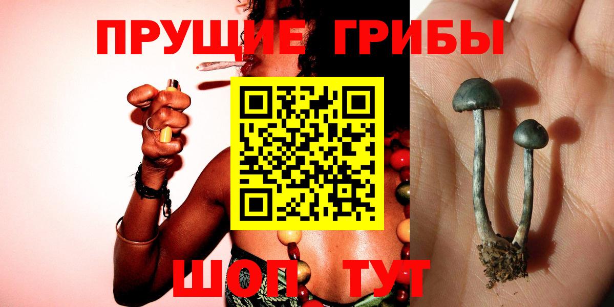 Галлюциногенные грибы Psilocybe Кизилюрт